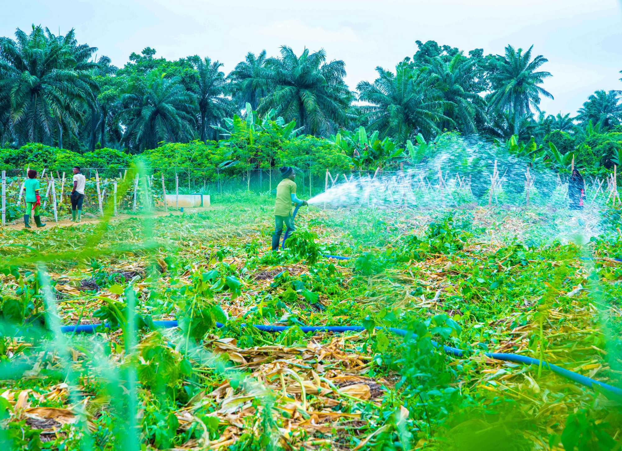 Crop Production Avant Organic Farms And Foods E Learning 